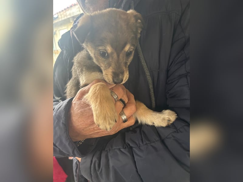 Kleinbleibende Mischlingswelpen