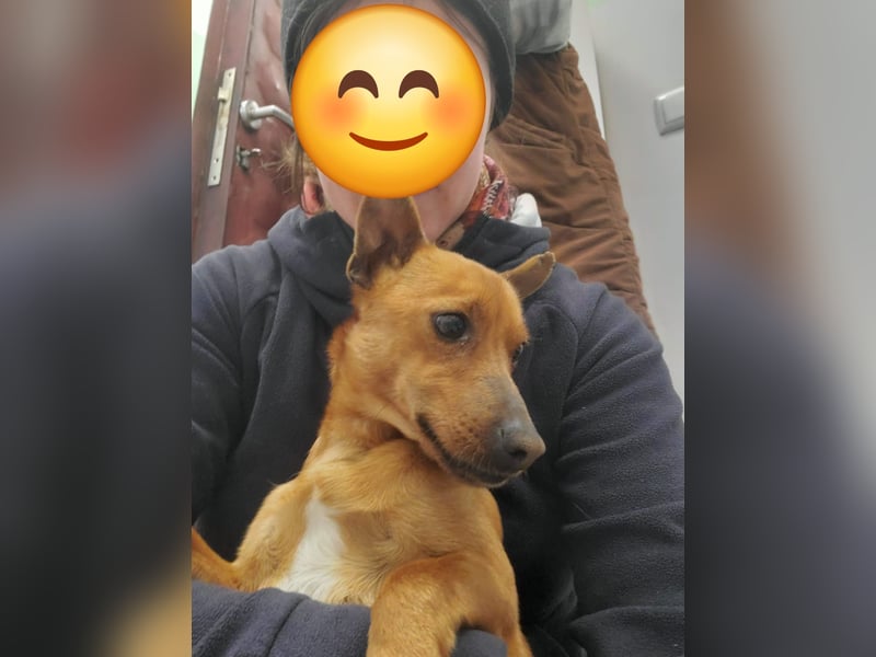 Mogli, junger Pinscher Mix Rüde