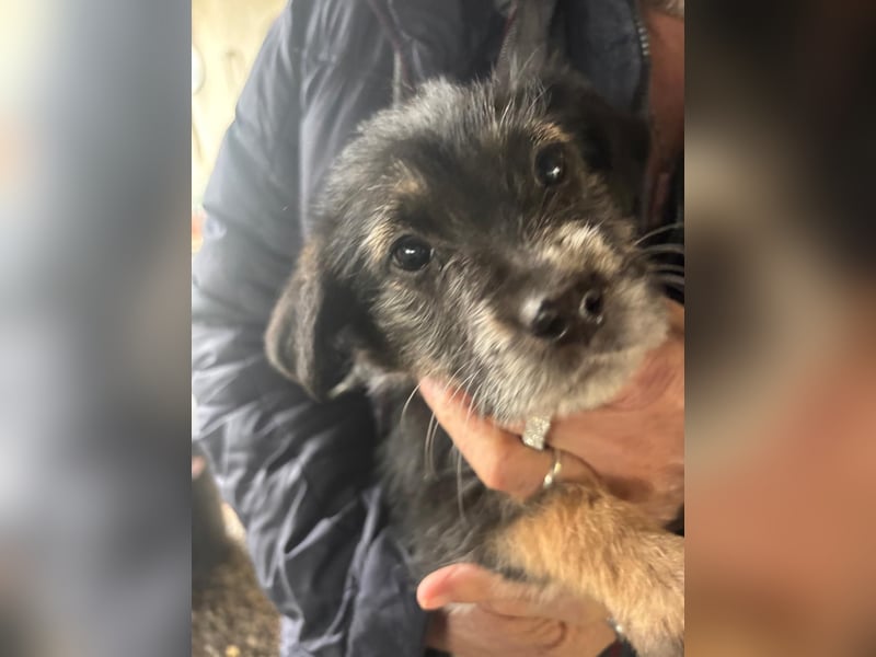 Kleinbleibende Mischlingswelpen