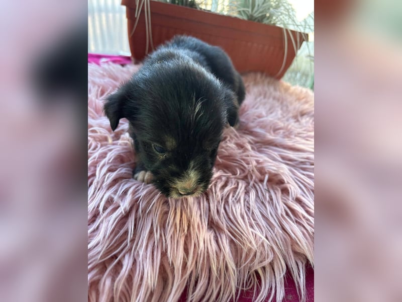 Kleinbleibende Mischlingswelpen