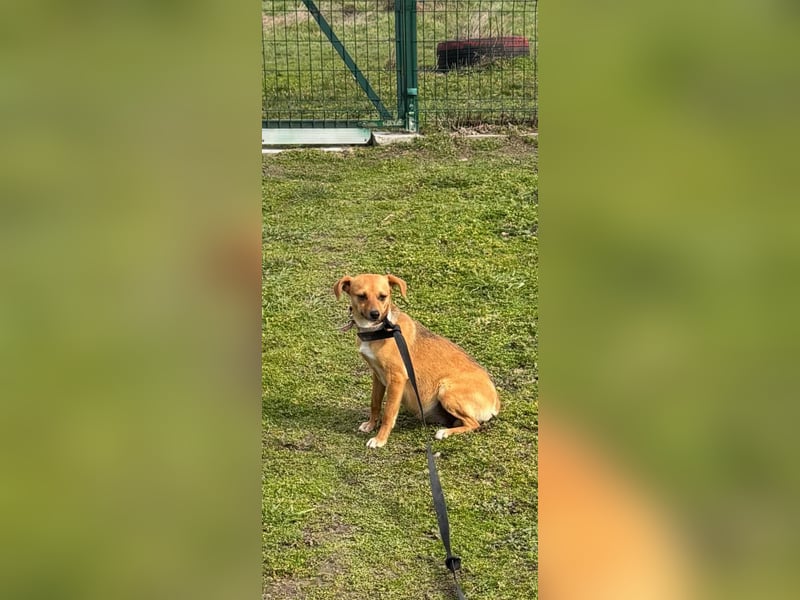 Nia, kleiner Mischlingshündin