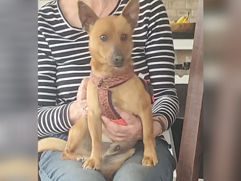 Mogli, junger Pinscher Mix Rüde