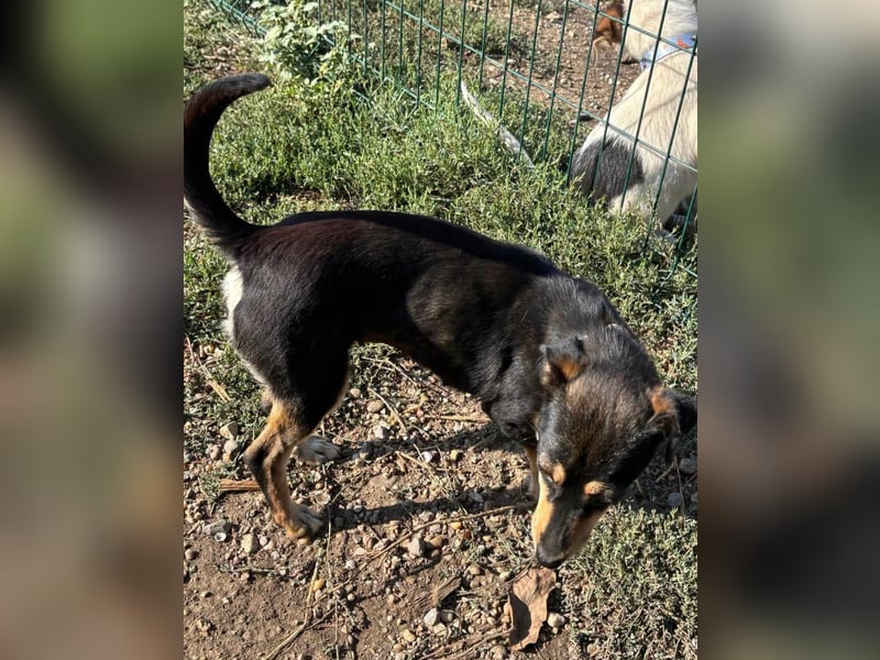 Primadonna, tolle Pinscher Mix Hündin