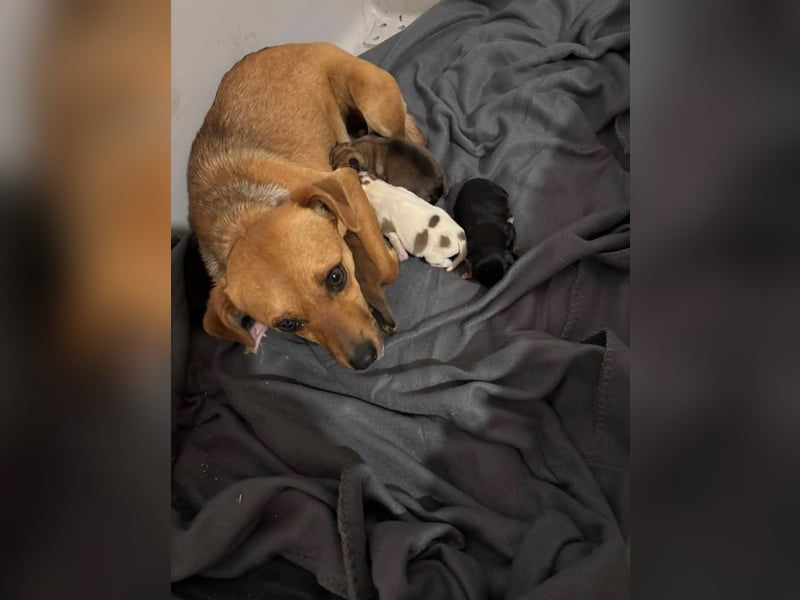 2 süße Pinscher Mix Welpen