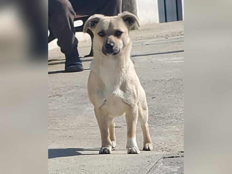 2 süße Pinscher Mix Welpen