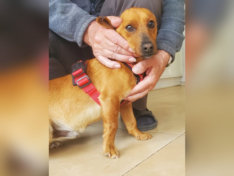 Mogli, junger Pinscher Mix Rüde