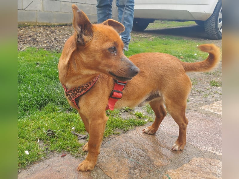 Mogli, junger Pinscher Mix Rüde