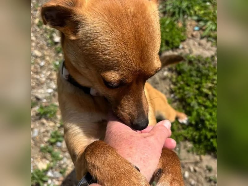 Nia, junge Pinscher Mischlingshündin