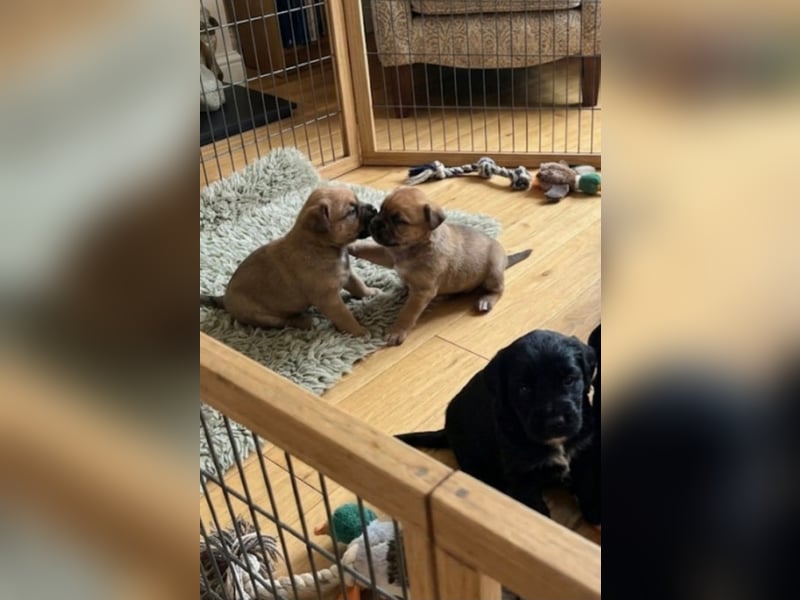 Ben, Pinscher Mix Welpe