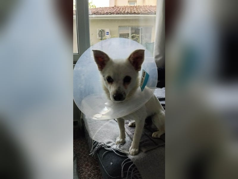 Bella, kleine Pinscher Mischlingshündin
