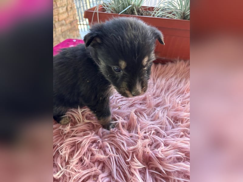 Kleinbleibende Mischlingswelpen