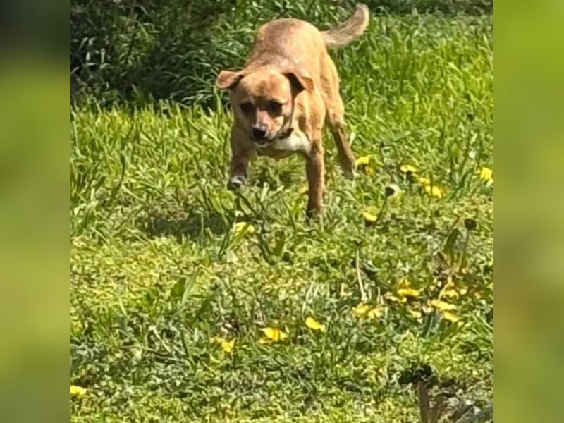 Nia, junge Pinscher Mischlingshündin