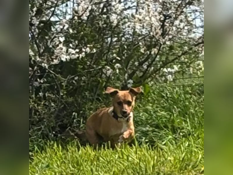 Nia, junge Pinscher Mischlingshündin