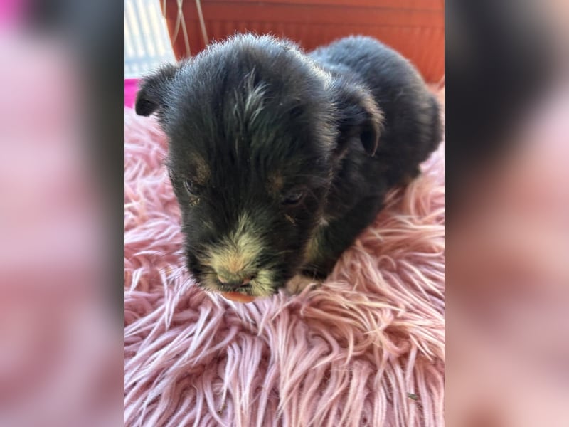 Kleinbleibende Mischlingswelpen