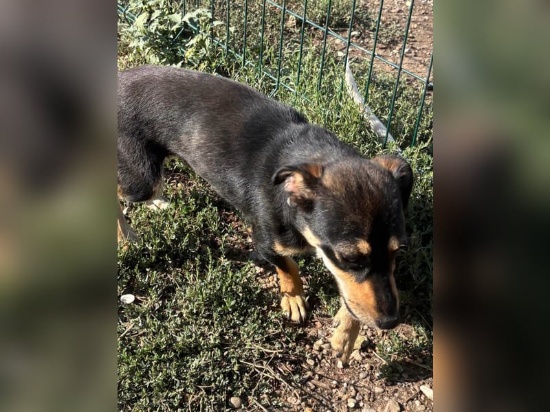 Primadonna, tolle Pinscher Mix Hündin