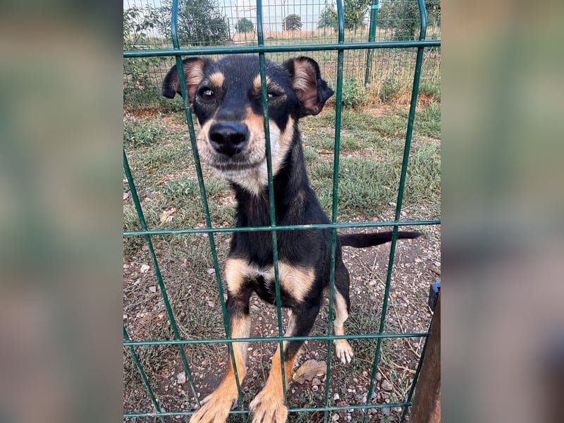 Primadonna, tolle Pinscher Mix Hündin