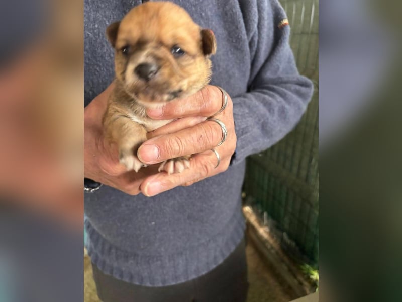 2 süße Pinscher Mix Welpen