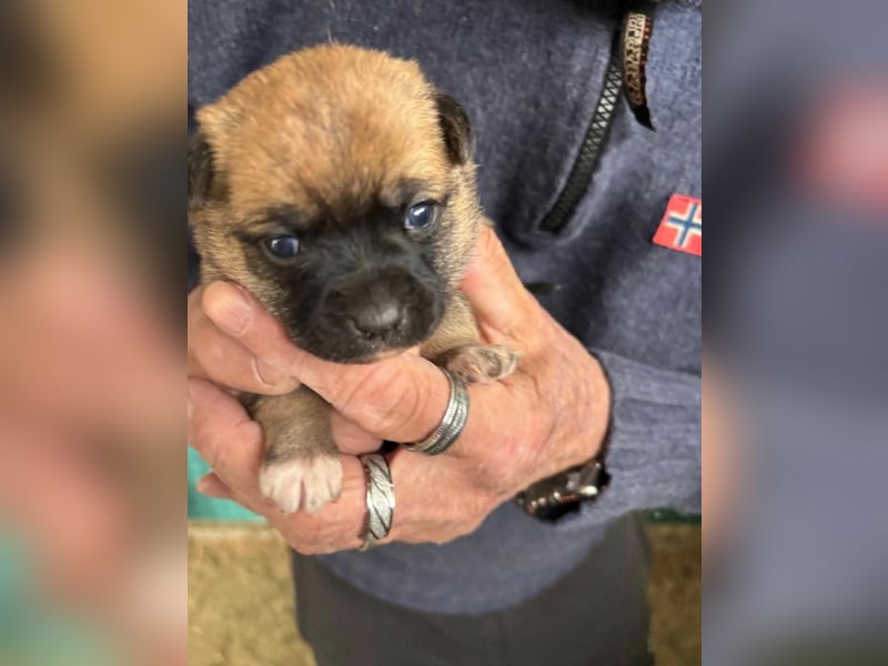 2 süße Pinscher Mix Welpen