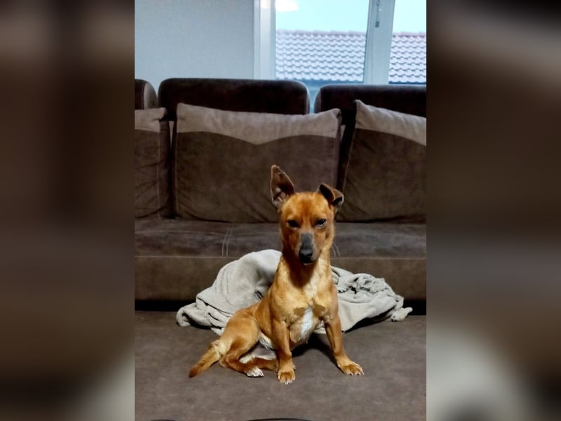 Mogli, junger Pinscher Mix Rüde