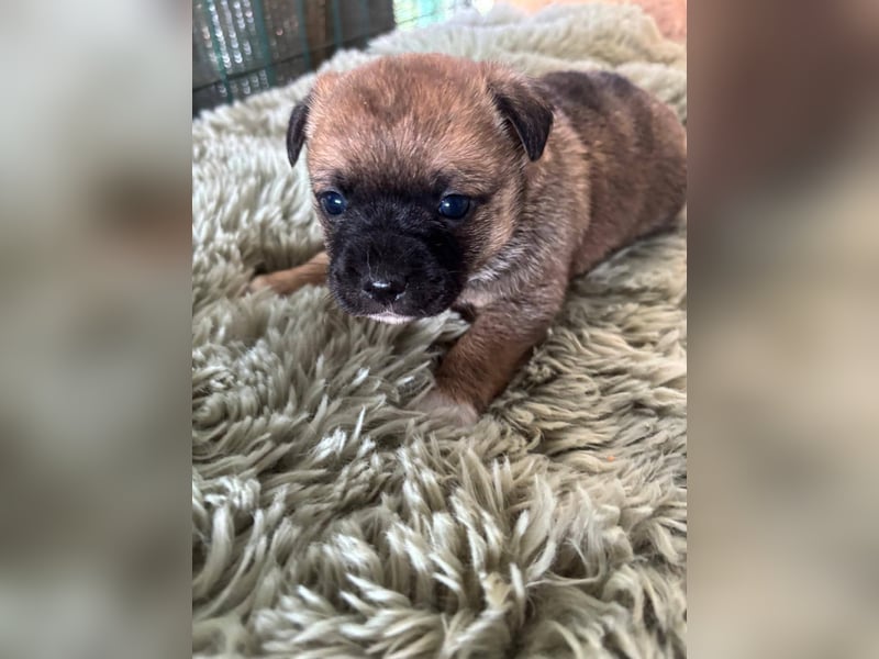 2 süße Pinscher Mix Welpen