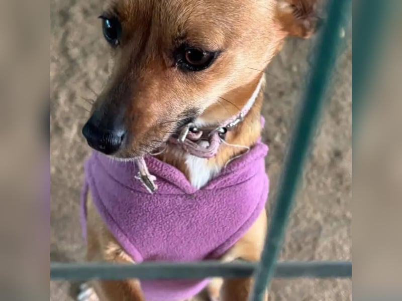 Nia, junge Pinscher Mischlingshündin