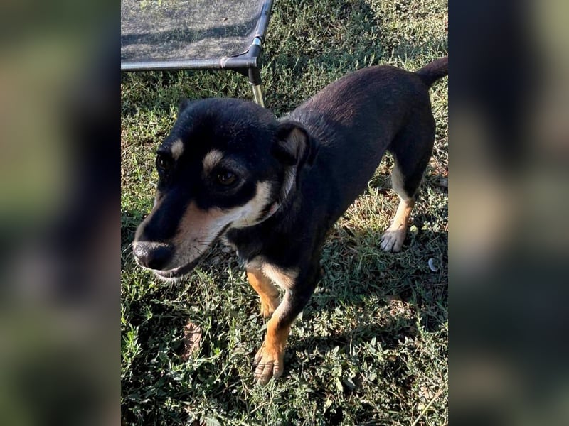 Primadonna, tolle Pinscher Mix Hündin