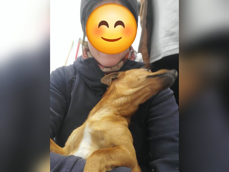 Mogli, junger Pinscher Mix Rüde