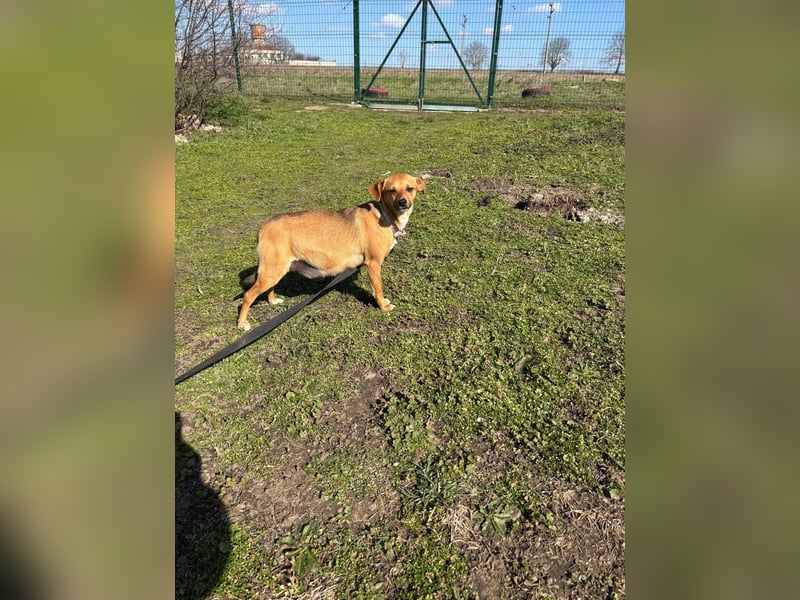 Nia, kleiner Mischlingshündin