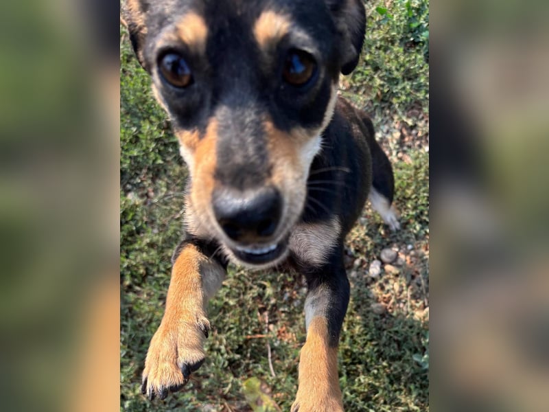 Primadonna, tolle Pinscher Mix Hündin