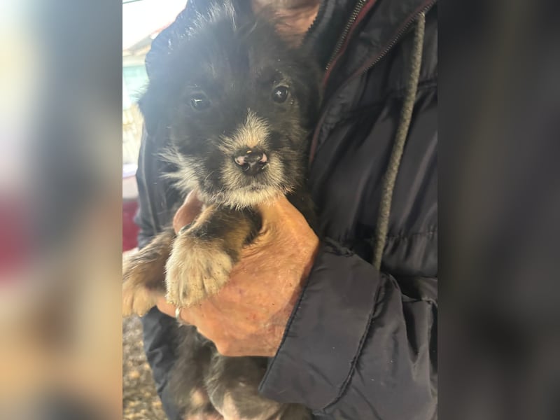 Kleinbleibende Mischlingswelpen