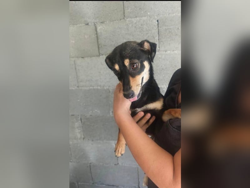 Primadonna, tolle Pinscher Mix Hündin