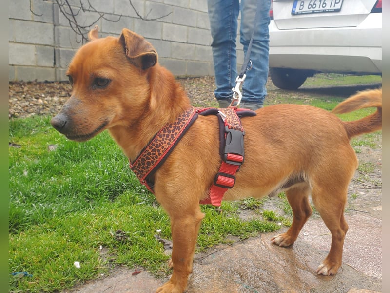 Mogli, junger Pinscher Mix Rüde