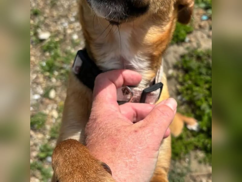 Nia, junge Pinscher Mischlingshündin