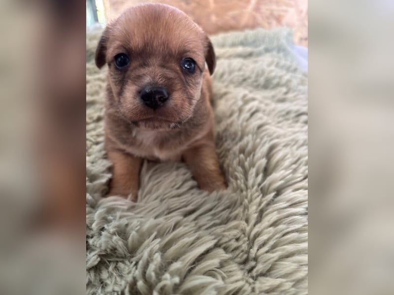 2 süße Pinscher Mix Welpen