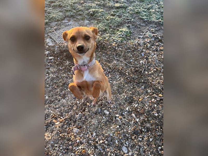 2 süße Pinscher Mix Welpen