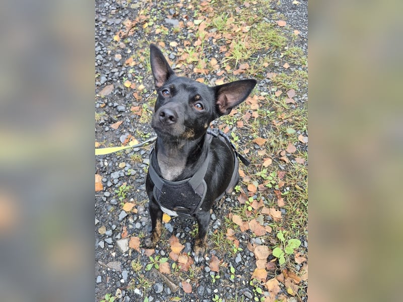 Marco, sucht ein Pinscher erfahrenes Zuhause