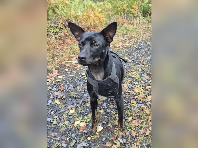 Marco, sucht ein Pinscher erfahrenes Zuhause