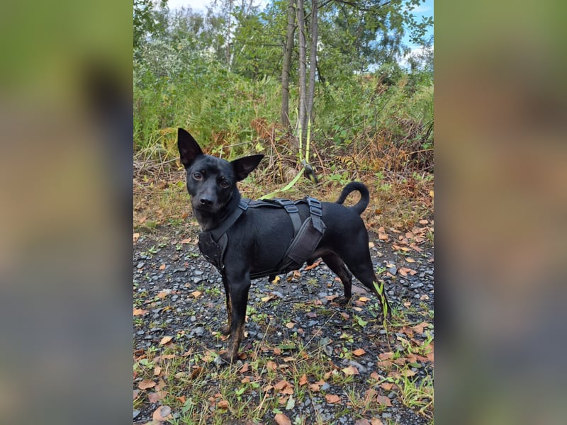 Marco, sucht ein Pinscher erfahrenes Zuhause