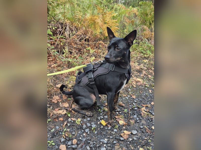 Marco, sucht ein Pinscher erfahrenes Zuhause