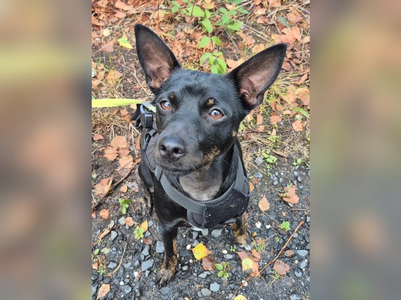 Marco, sucht Pinscher Kenner
