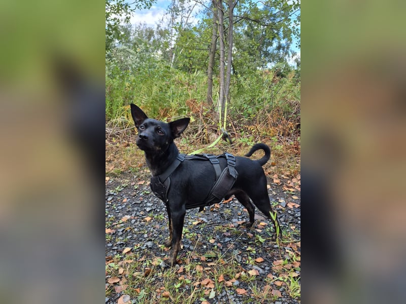 Marco, sucht ein Pinscher erfahrenes Zuhause