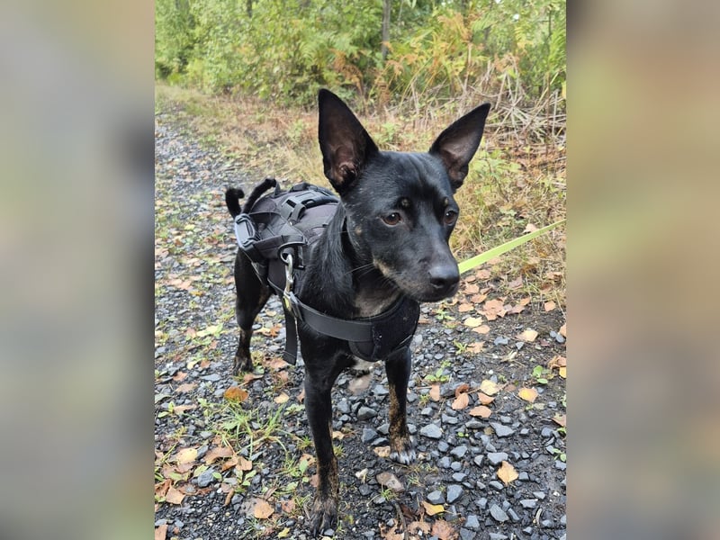 Marco, sucht ein Pinscher erfahrenes Zuhause