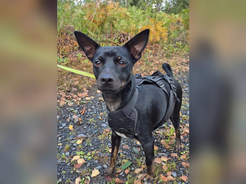 Marco, sucht ein Pinscher erfahrenes Zuhause