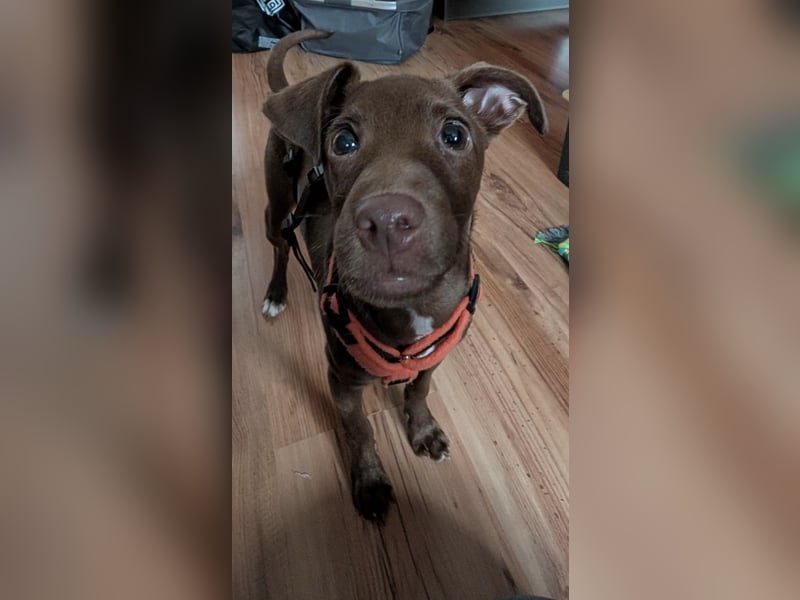 Fran, ein freundlicher Welpenjunge