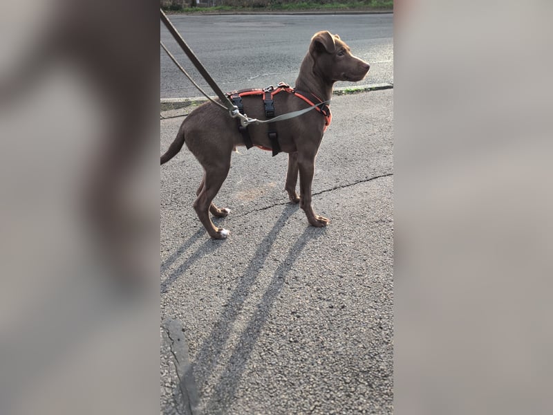 Fran, ein freundlicher Welpenjunge