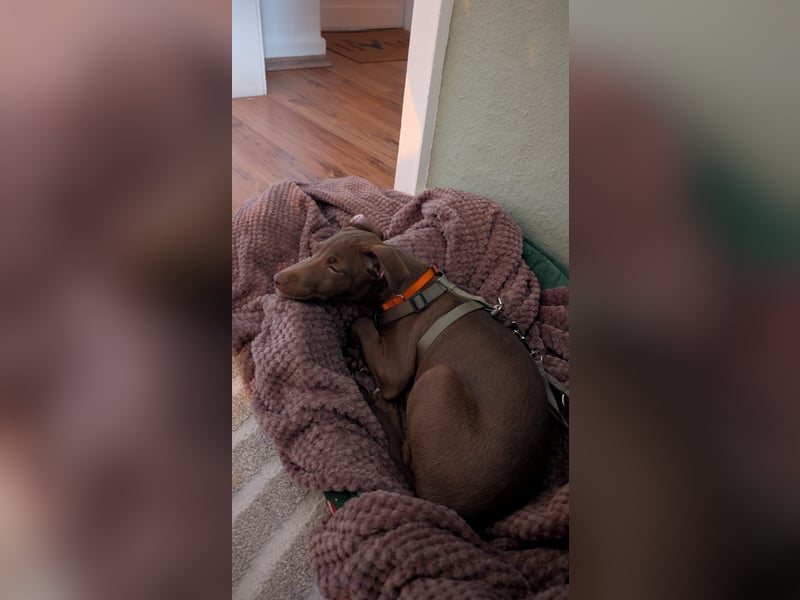 Fran, ein freundlicher Welpenjunge