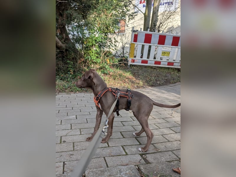 Fran, ein freundlicher Welpenjunge