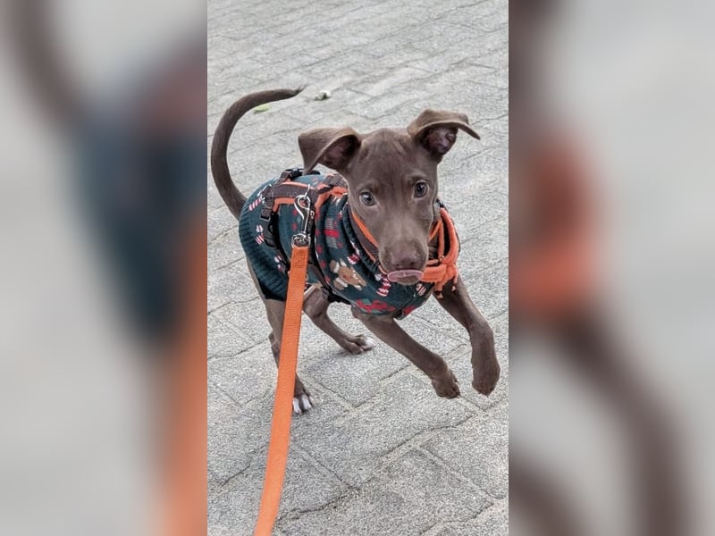 Fran, ein freundlicher Welpenjunge