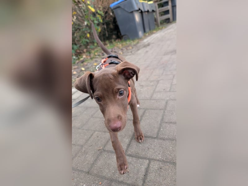 Fran, ein freundlicher Welpenjunge