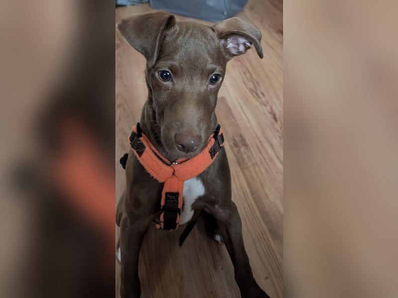 Fran, ein freundlicher Welpenjunge